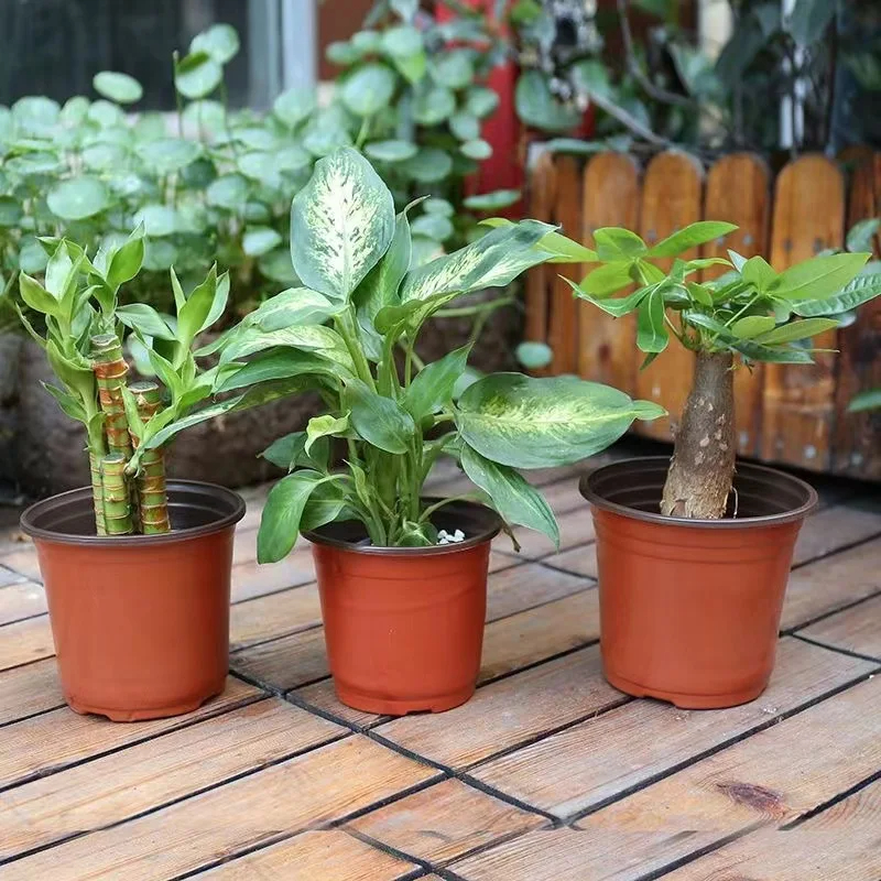 Plastic plant POTS, seedling f - Food Storage Plants avaliação e preço