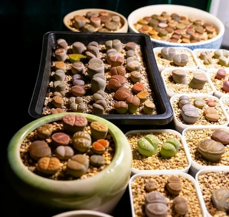 Succulent Plants Seedling Tray - Food Storage Plants avaliação e preço