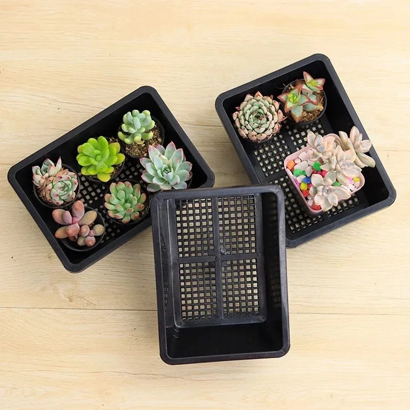 Succulent Plants Seedling Tray - Food Storage Plants avaliação e preço