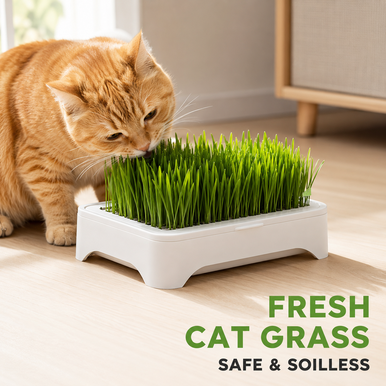Indoor Pet Cat Grass Planter P - Food Storage Plants avaliação e preço